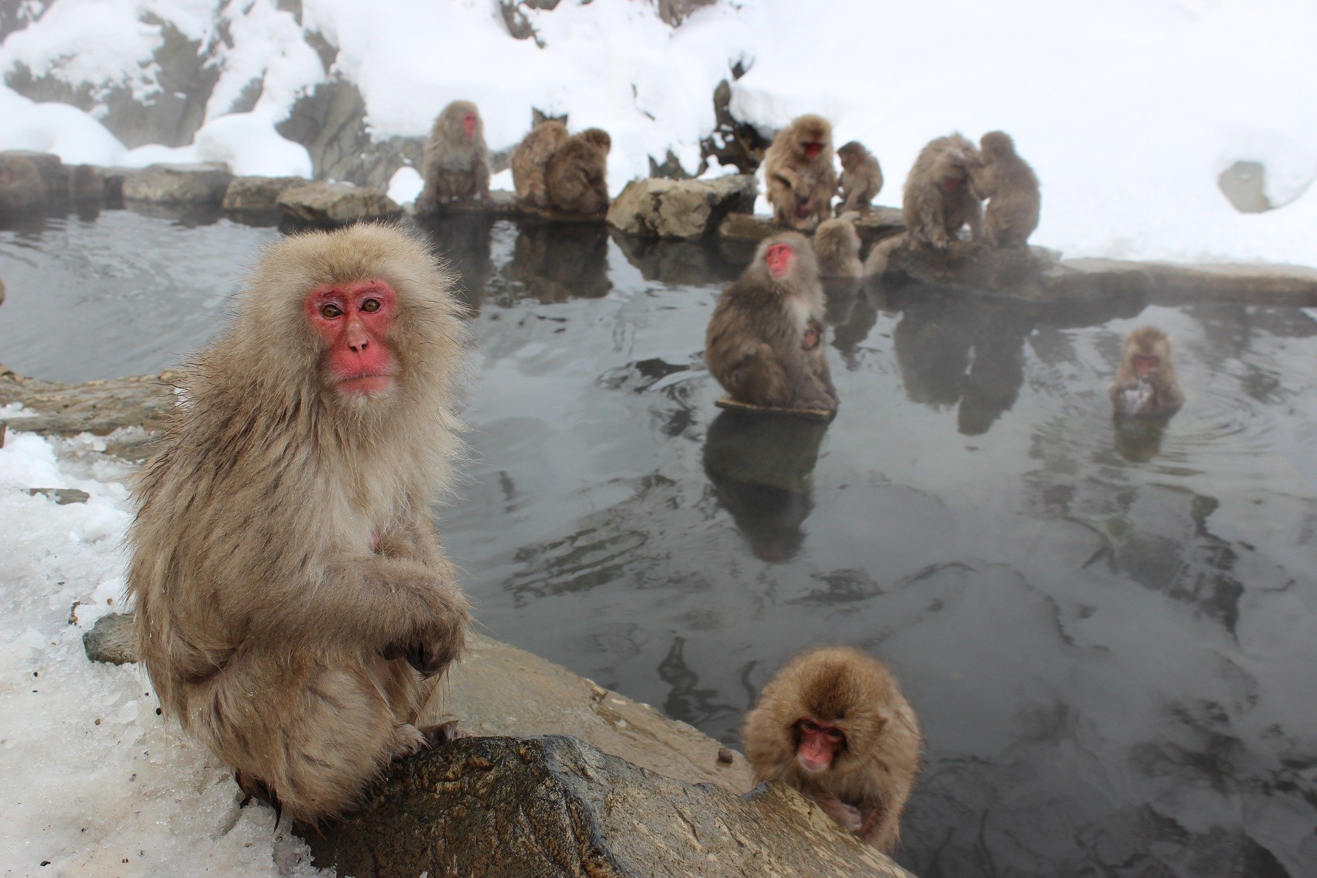 Snow Monkeys in Yudanaka Onsen, Japan Tours, RediscoverTours.com